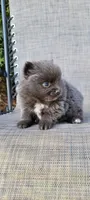 Shadow - BLUE Pom! RARE!!!, a male Pomeranian for sale in Vancouver, WA – Photo 4 of 9