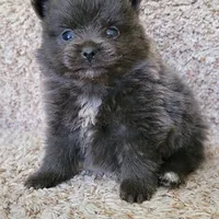 Shadow - BLUE Pom! RARE!!!, a male Pomeranian for sale in Vancouver, WA – Photo 2 of 9