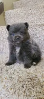 Shadow - BLUE Pom! RARE!!!, a male Pomeranian for sale in Vancouver, WA – Photo 2 of 9