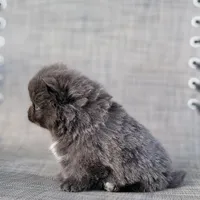 Shadow - BLUE Pom! RARE!!!, a male Pomeranian for sale in Vancouver, WA – Photo 5 of 9