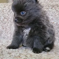 Shadow - BLUE Pom! RARE!!!, a male Pomeranian for sale in Vancouver, WA – Photo 7 of 9