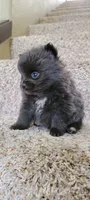 Shadow - BLUE Pom! RARE!!!, a male Pomeranian for sale in Vancouver, WA – Photo 7 of 9