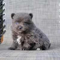 Shadow - BLUE Pom! RARE!!!, a male Pomeranian for sale in Vancouver, WA – Photo 9 of 9