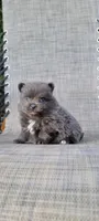 Shadow - BLUE Pom! RARE!!!, a male Pomeranian for sale in Vancouver, WA – Photo 9 of 9