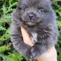 Shadow - BLUE Pom! RARE!!!, a male Pomeranian for sale in Vancouver, WA – Photo 1 of 9