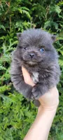 Shadow - BLUE Pom! RARE!!!, a male Pomeranian for sale in Vancouver, WA – Photo 1 of 9