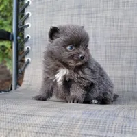 Shadow - BLUE Pom! RARE!!!, a male Pomeranian for sale in Vancouver, WA – Photo 8 of 9