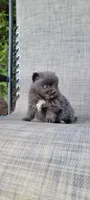 Shadow - BLUE Pom! RARE!!!, a male Pomeranian for sale in Vancouver, WA – Photo 8 of 9