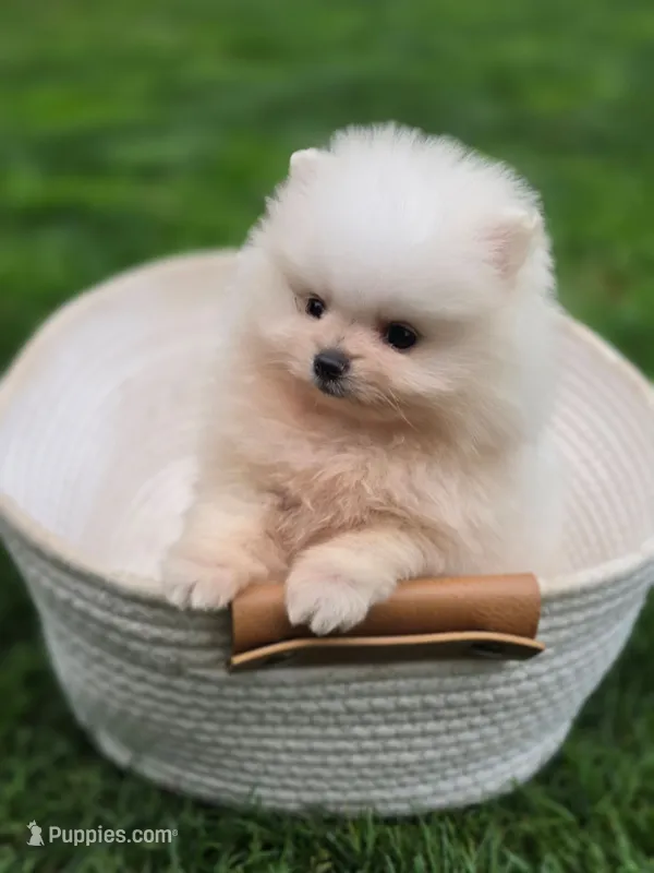 Bear - International style Pomeranian – Pomeranian puppy for sale in Vancouver, WA