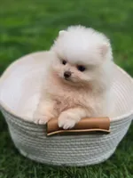 Bear - International style Pomeranian, a male Pomeranian for sale in Vancouver, WA – 1 of 10