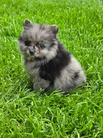 Violet, a female Pomeranian for sale in Vancouver, WA – 4 of 6