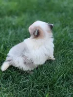 Viky, a female Pomeranian for sale in Vancouver, WA – 2 of 5