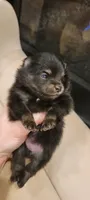Ariel 🩷, a female Pomeranian for sale in Vancouver, WA – Photo 1 of 8