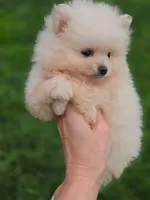 ROSE 🌹 International style Pomeranian, a female Pomeranian for sale in Vancouver, WA – 3 of 6