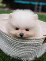 Bear - International style Pomeranian, a male Pomeranian for sale in Vancouver, WA – 3 of 10