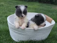 Max, a male Pomeranian for sale in Vancouver, WA – 3 of 5