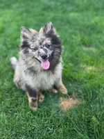 Bentley, a male Pomeranian for sale in Vancouver, WA – 3 of 6