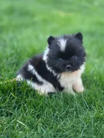 Luna, a female Pomeranian for sale in Vancouver, WA – 1 of 4