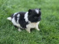 Luna, a female Pomeranian for sale in Vancouver, WA – 2 of 4