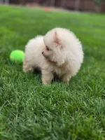 ROSE 🌹 International style Pomeranian, a female Pomeranian for sale in Vancouver, WA – 2 of 6