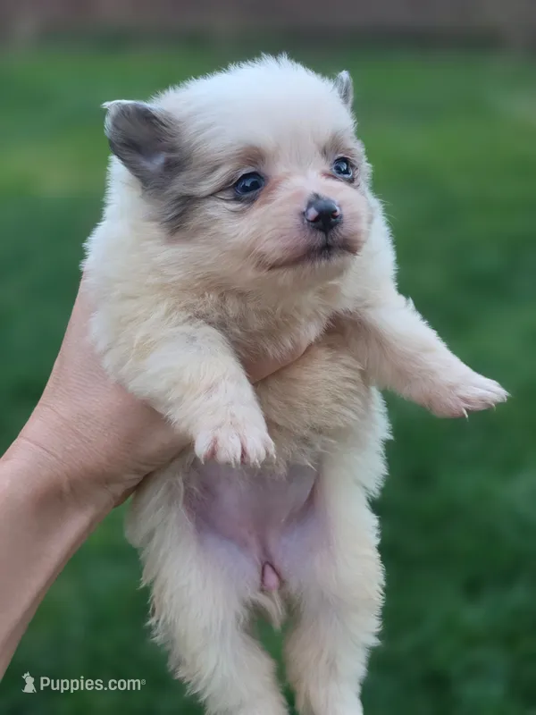 Viky – Pomeranian puppy for sale in Vancouver, WA