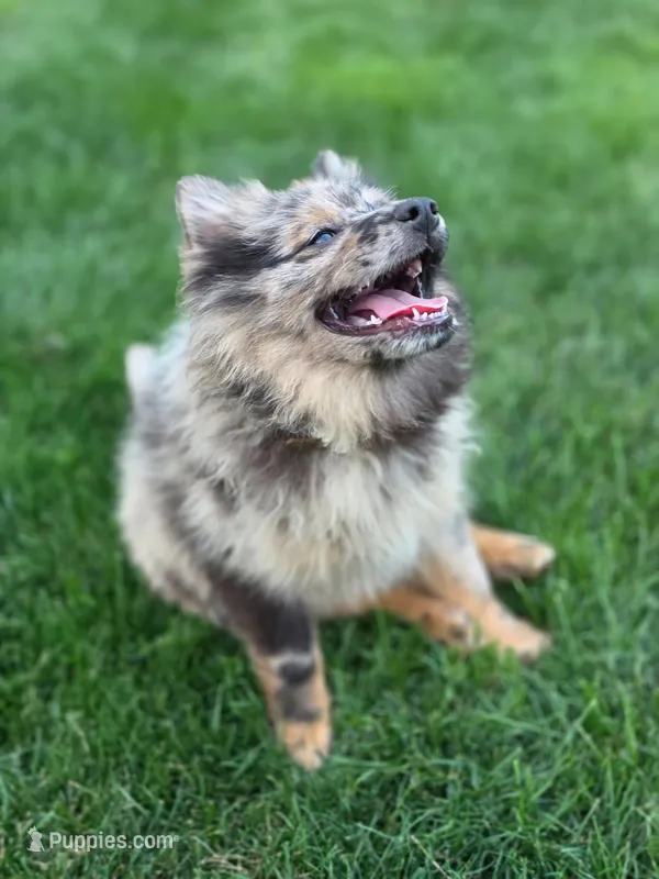 Bentley – Pomeranian puppy for sale in Vancouver, WA