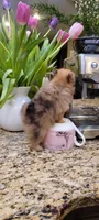 Kira 🎀 mini / XS, a female Pomeranian for sale in Vancouver, WA – Photo 5 of 8