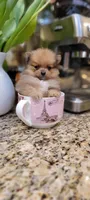 Kira 🎀 mini / XS, a female Pomeranian for sale in Vancouver, WA – Photo 3 of 8