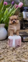 Kira 🎀 mini / XS, a female Pomeranian for sale in Vancouver, WA – Photo 2 of 8