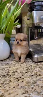 Kira 🎀 mini / XS, a female Pomeranian for sale in Vancouver, WA – Photo 6 of 8