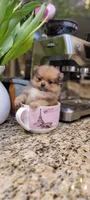Kira 🎀 mini / XS, a female Pomeranian for sale in Vancouver, WA – Photo 1 of 8