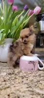 Kira 🎀 mini / XS, a female Pomeranian for sale in Vancouver, WA – Photo 7 of 8