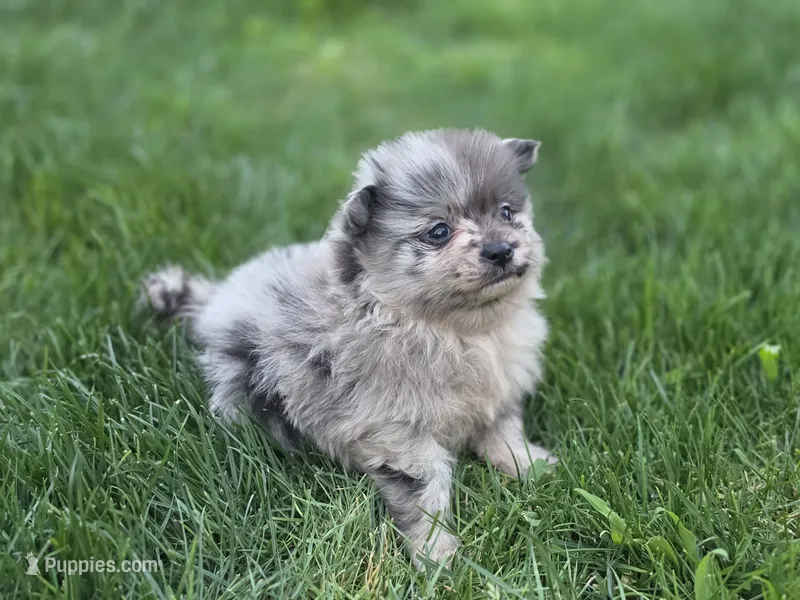 Rocky – Pomeranian puppy for sale in Vancouver, WA