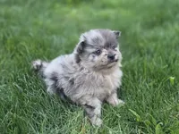 Rocky, a male Pomeranian for sale in Vancouver, WA – 1 of 4