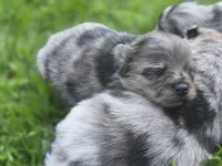 Violet, a female Pomeranian for sale in Vancouver, WA – 5 of 6