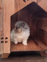 Teaddy, a male Pomeranian for sale in Vancouver, WA – 5 of 6