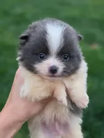Milo, a male Pomeranian for sale in Vancouver, WA – 2 of 7