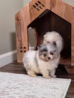 Teaddy, a male Pomeranian for sale in Vancouver, WA – 4 of 6