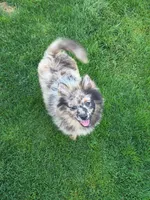 Bentley, a male Pomeranian for sale in Vancouver, WA – 4 of 6