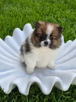 Boss, a male Pomeranian for sale in Vancouver, WA – 4 of 4