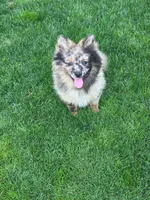 Bentley, a male Pomeranian for sale in Vancouver, WA – 5 of 6