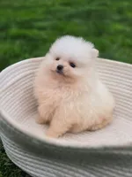 Bear - International style Pomeranian, a male Pomeranian for sale in Vancouver, WA – 5 of 10
