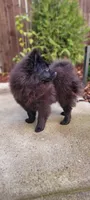 Milo - pure Pom, a male Pomeranian for sale in Vancouver, WA – Photo 3 of 5