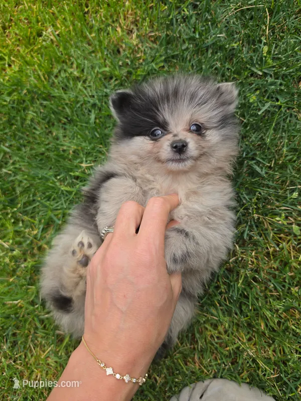 Champ – Pomeranian puppy for sale in Vancouver, WA