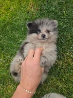 Champ, a male Pomeranian for sale in Vancouver, WA – 1 of 4