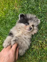 Champ, a male Pomeranian for sale in Vancouver, WA – 2 of 4