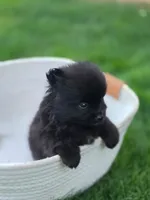 Violet, a female Pomeranian for sale in Vancouver, WA – 6 of 6