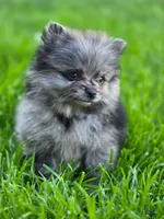 Violet, a female Pomeranian for sale in Vancouver, WA – 2 of 6