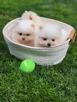 Bear - International style Pomeranian, a male Pomeranian for sale in Vancouver, WA – 9 of 10