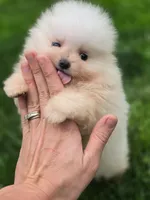 Bear - International style Pomeranian, a male Pomeranian for sale in Vancouver, WA – 10 of 10